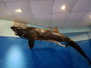 Akwarium w Rodos