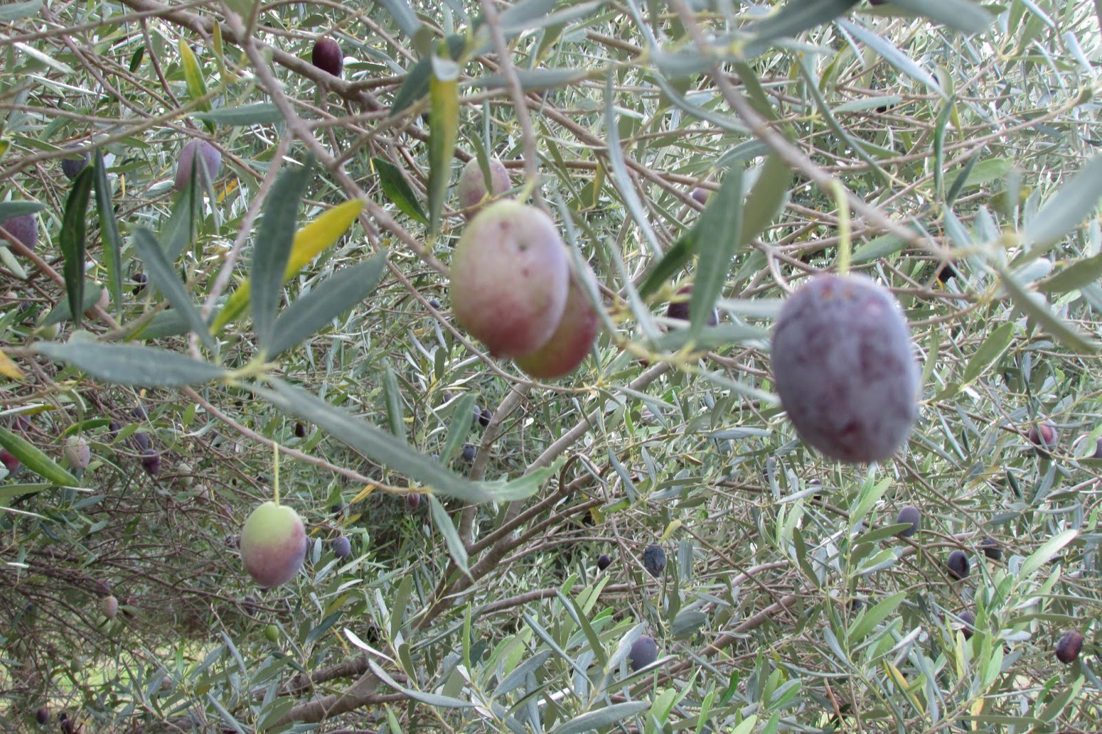 zbiór oliwek