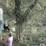zbiór oliwek na Rodos poza sezonem