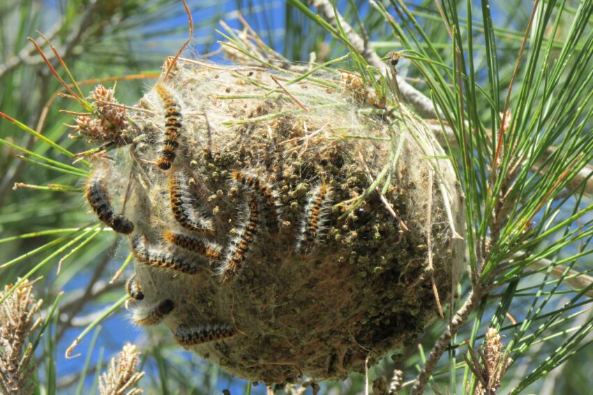 gąsienice na sośnie