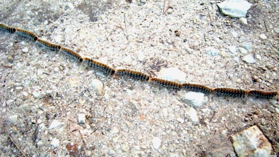 gąsienice w korowodzie